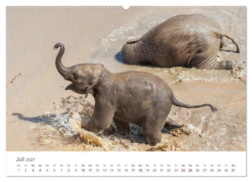 Elefanten - Baden, Planschen, Rüsseln (CALVENDO Premium Wandkalender 2027)