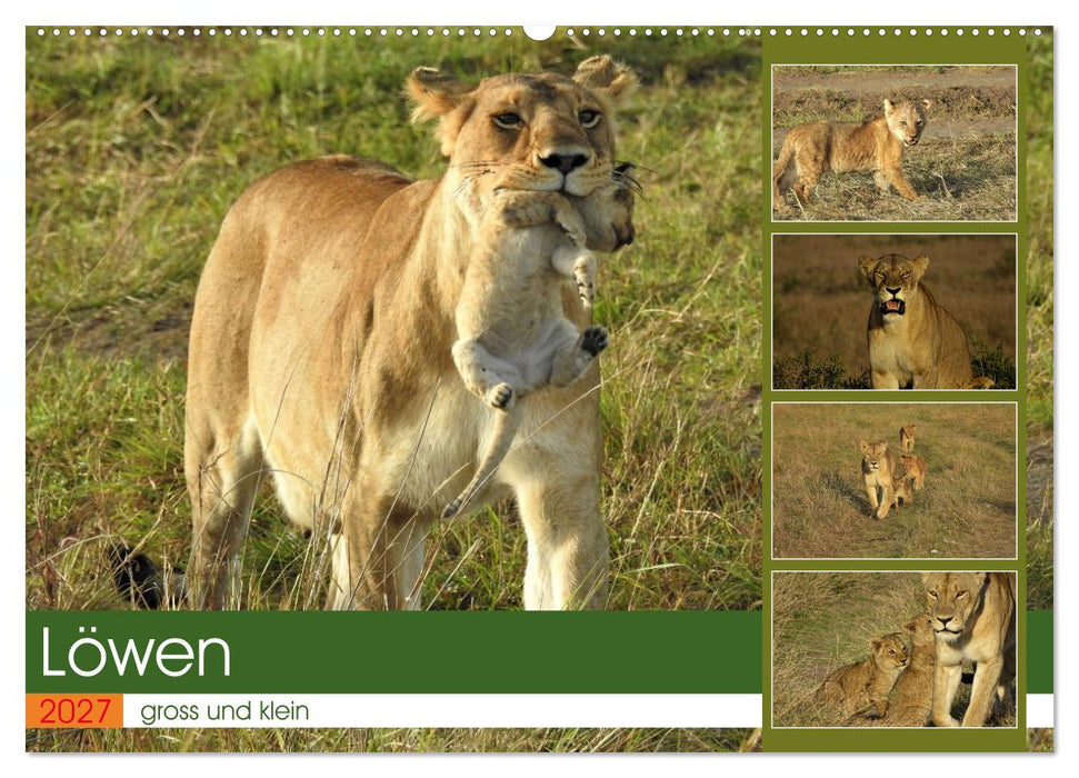 Löwen - gross und klein (CALVENDO Wandkalender 2027)