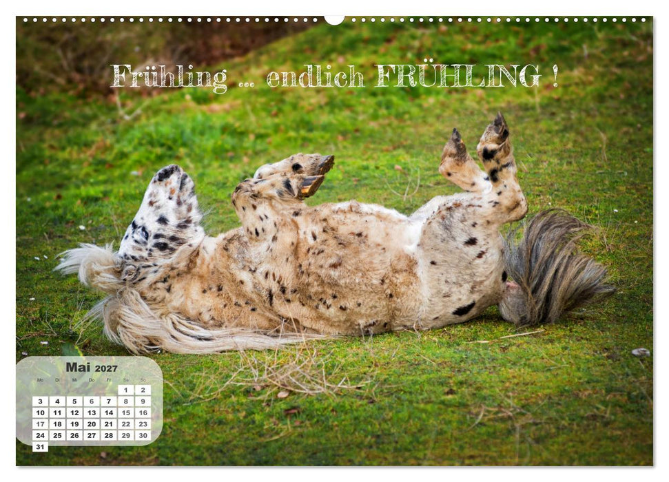 Tierisch und Heiter - Das Leben geht weiter 2027 (CALVENDO Wandkalender 2027)