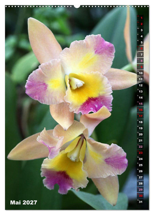 Freude an Orchideen (CALVENDO Premium Wandkalender 2027)