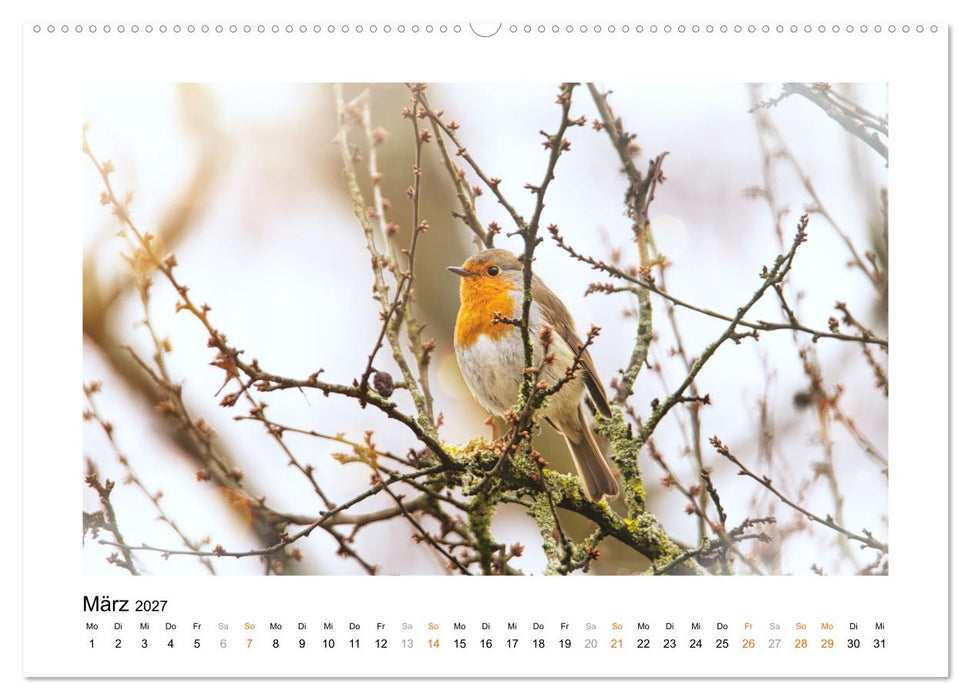 Zauberhafte Rotkehlchen (CALVENDO Wandkalender 2027)