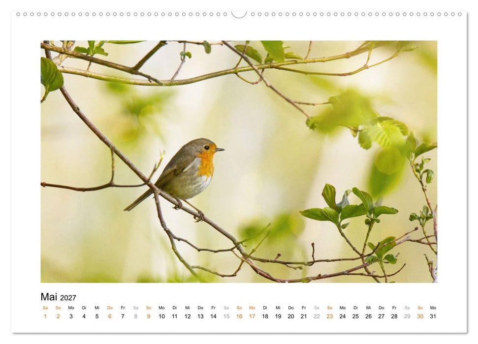 Zauberhafte Rotkehlchen (CALVENDO Wandkalender 2027)