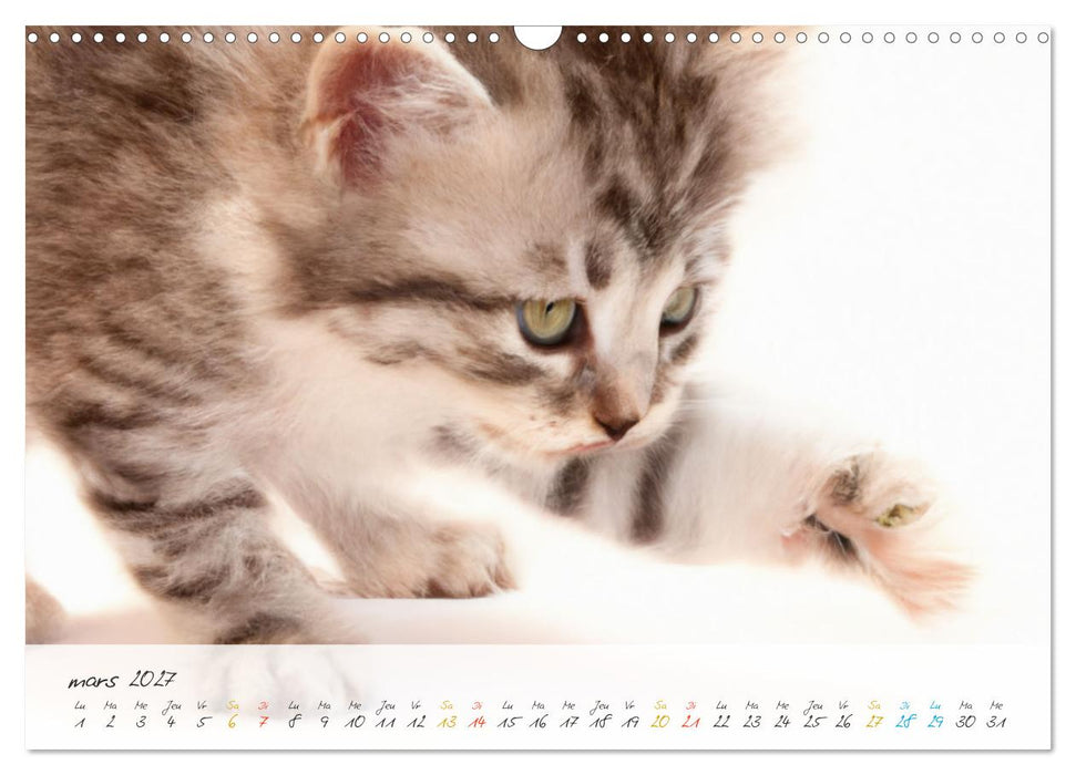 Chatons trop mignons (CALVENDO Calendrier mensuel 2027)