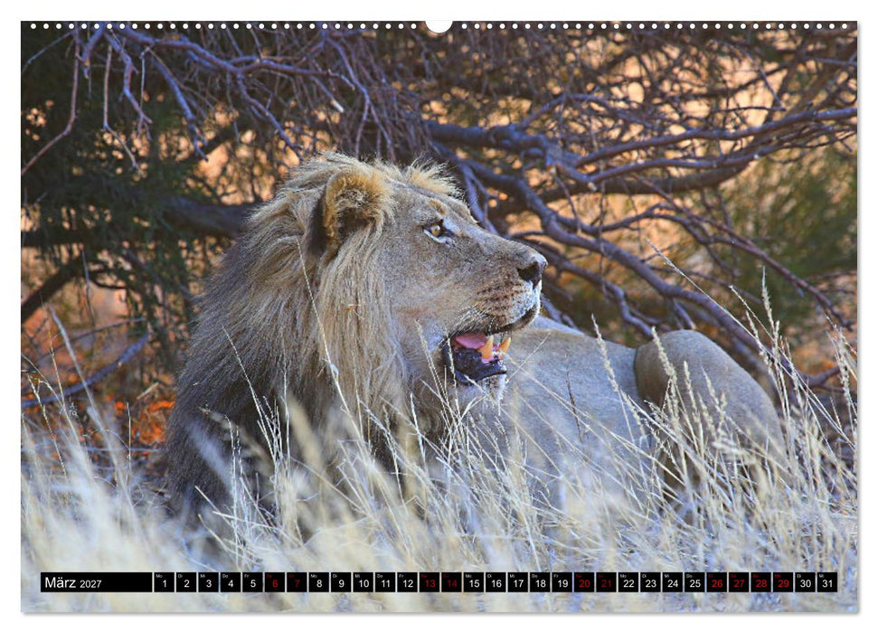 Auf Pirschfahrt im Kgalagadi Transfrontier Park (CALVENDO Premium Wandkalender 2027)