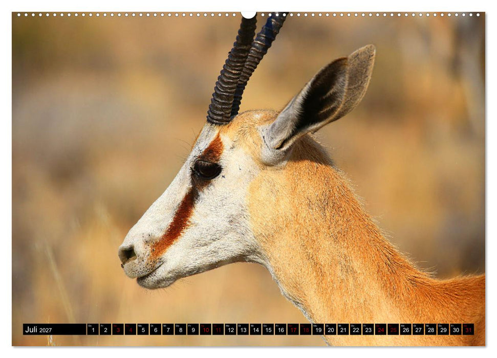 Auf Pirschfahrt im Kgalagadi Transfrontier Park (CALVENDO Premium Wandkalender 2027)