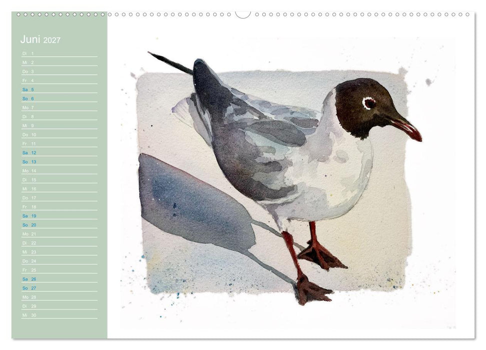 Möwen - Aquarelle von Julia Pasinski (CALVENDO Wandkalender 2027)