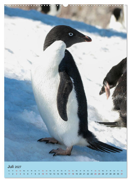 Antarktis - Das Gebiet der Pinguine (CALVENDO Premium Wandkalender 2027)