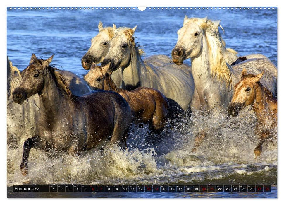 Pferde - wild und ungezähmt (CALVENDO Wandkalender 2027)
