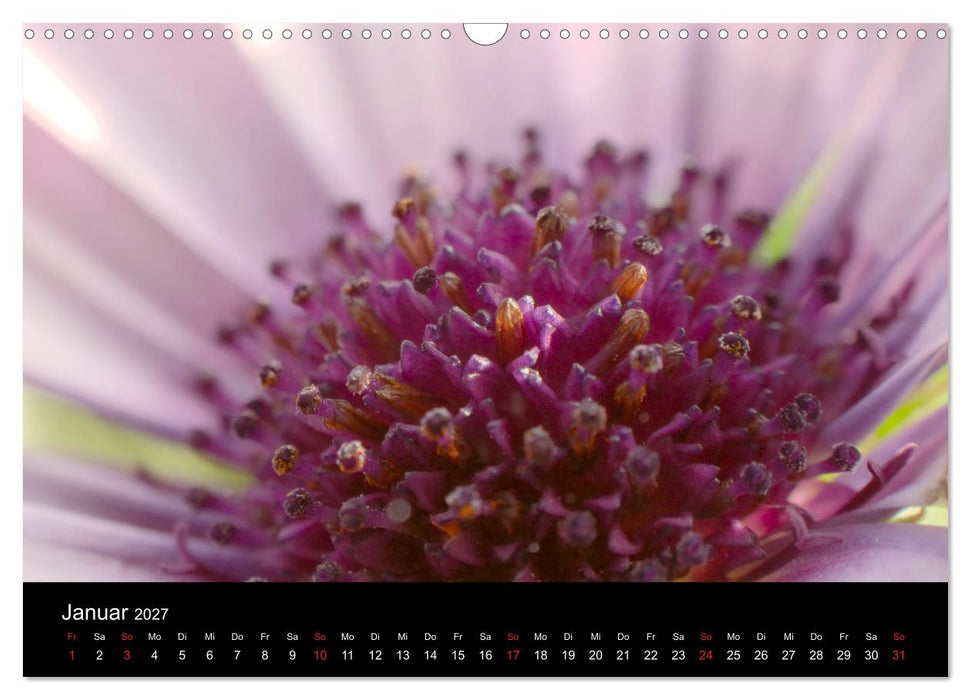 Traum Blumen (CALVENDO Wandkalender 2027)