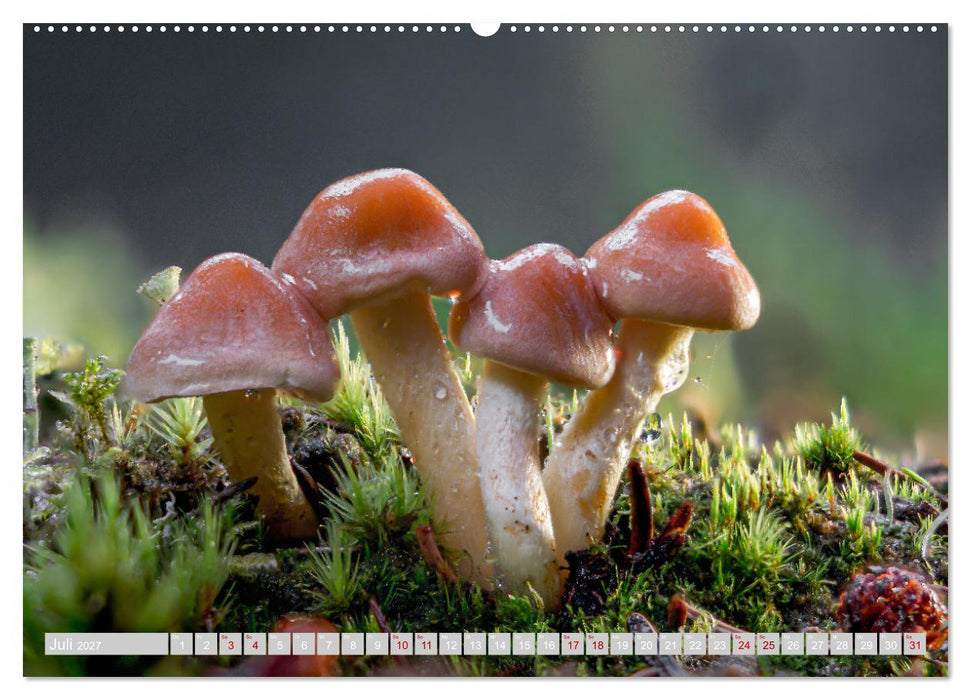 Pilze vor der Makrolinse 2027 (CALVENDO Premium Wandkalender 2027)