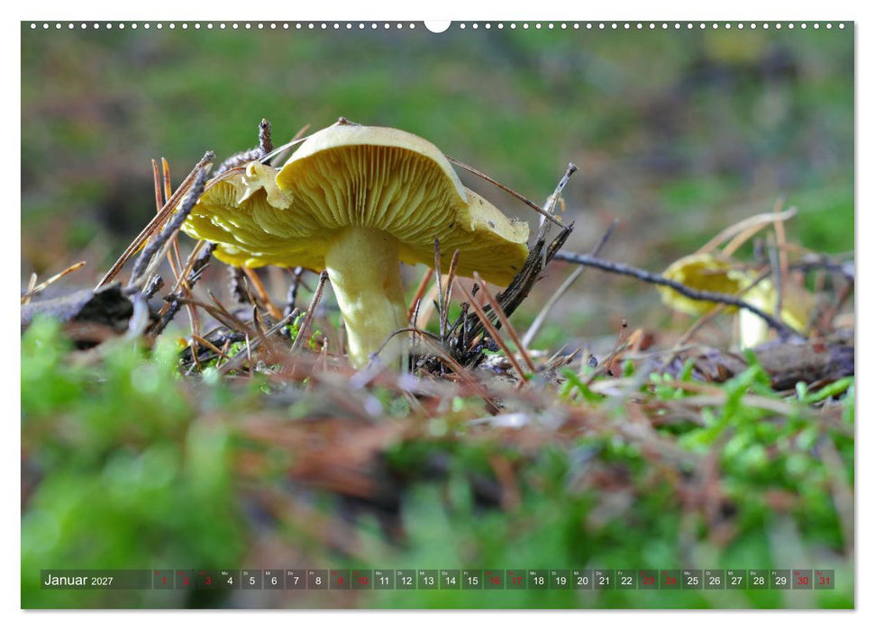Pilze - Schätze am Waldboden (CALVENDO Premium Wandkalender 2027)
