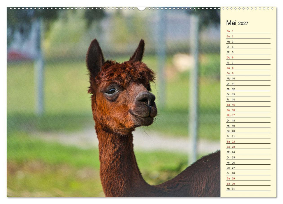Lamas und Alpakas - südamerikanische Schönheiten (CALVENDO Wandkalender 2027)