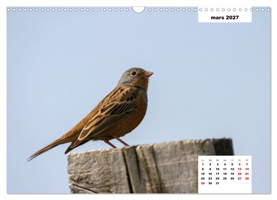 Les habitants de Lesbos Ile des cyclades (CALVENDO Calendrier mensuel 2027)