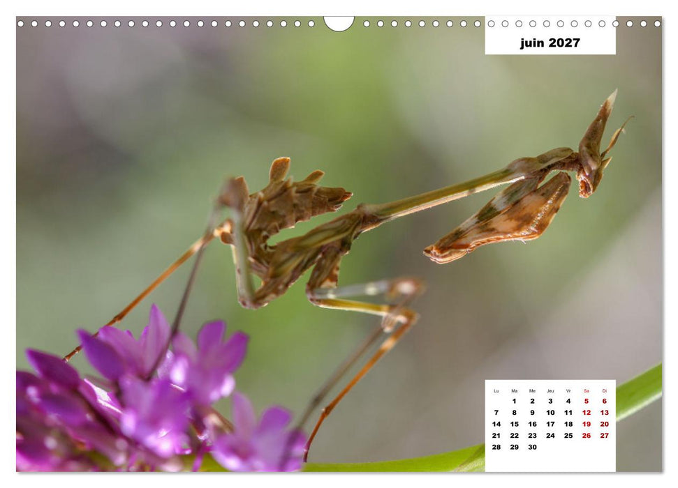 Les habitants de Lesbos Ile des cyclades (CALVENDO Calendrier mensuel 2027)