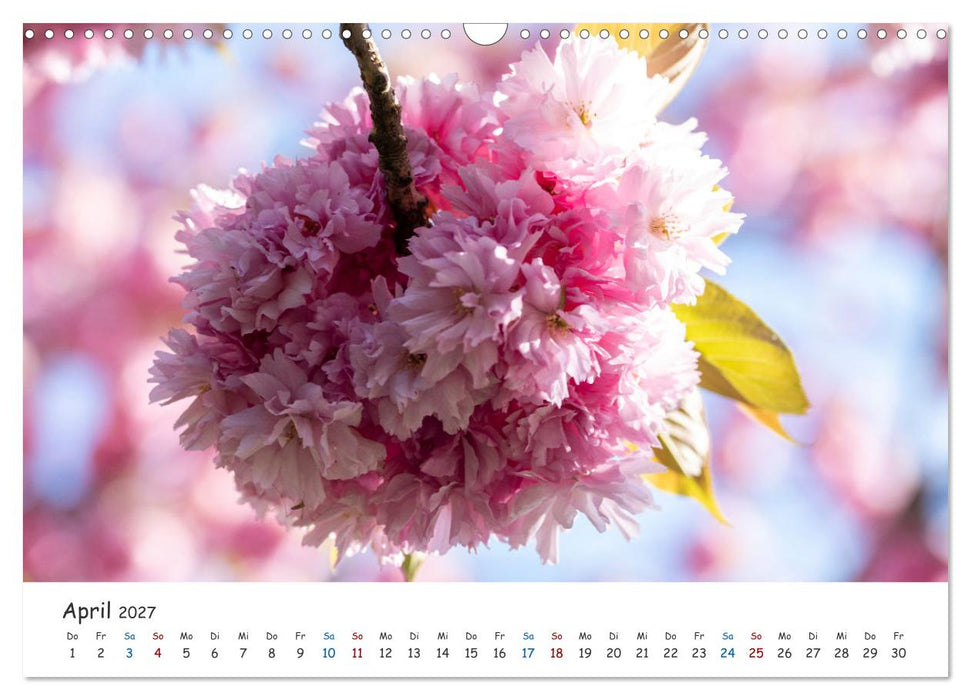 Typisch Magdeburg (CALVENDO Wandkalender 2027)