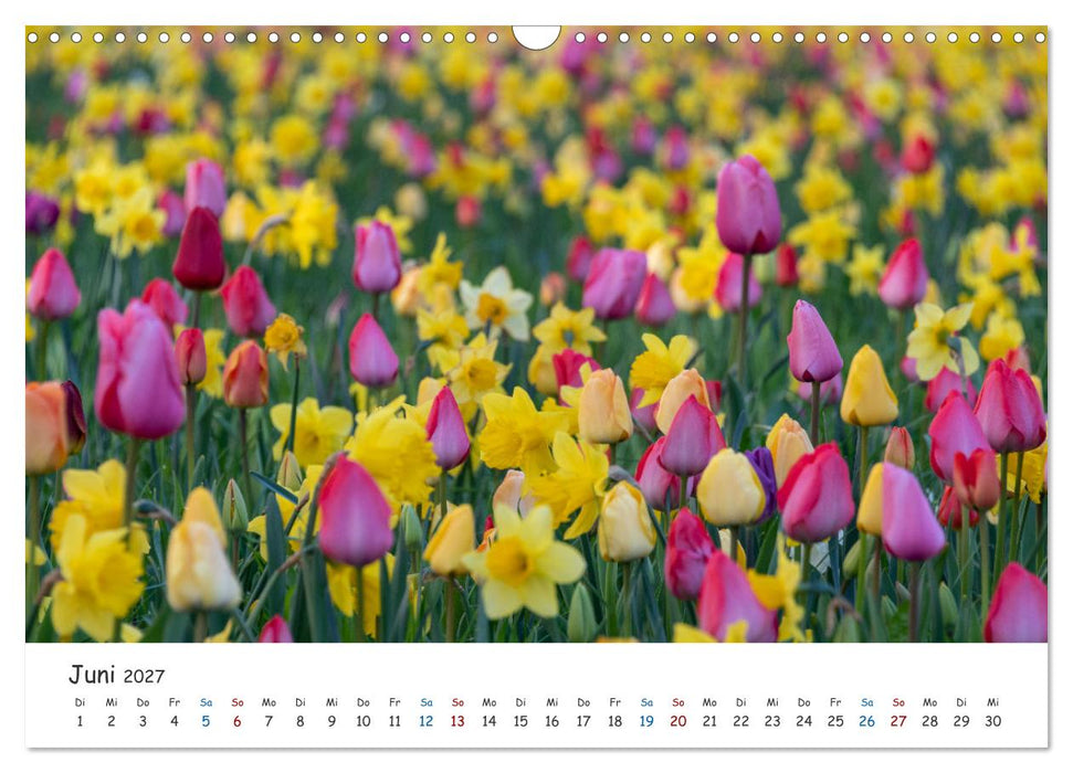 Typisch Magdeburg (CALVENDO Wandkalender 2027)