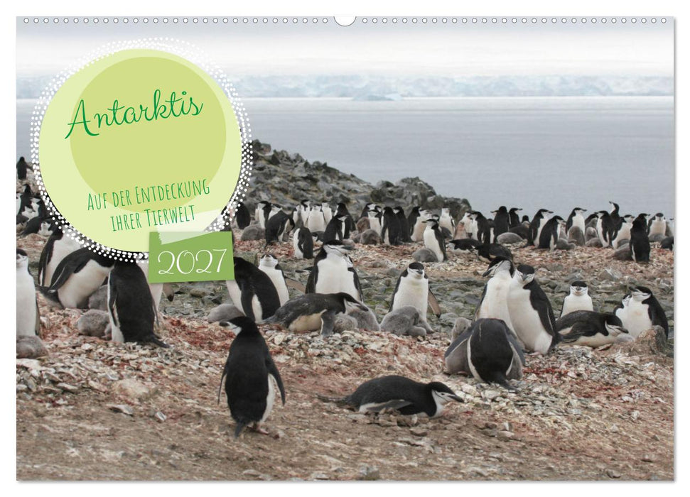 Antarktis Auf der Entdeckung ihrer Tierwelt (CALVENDO Wandkalender 2027)