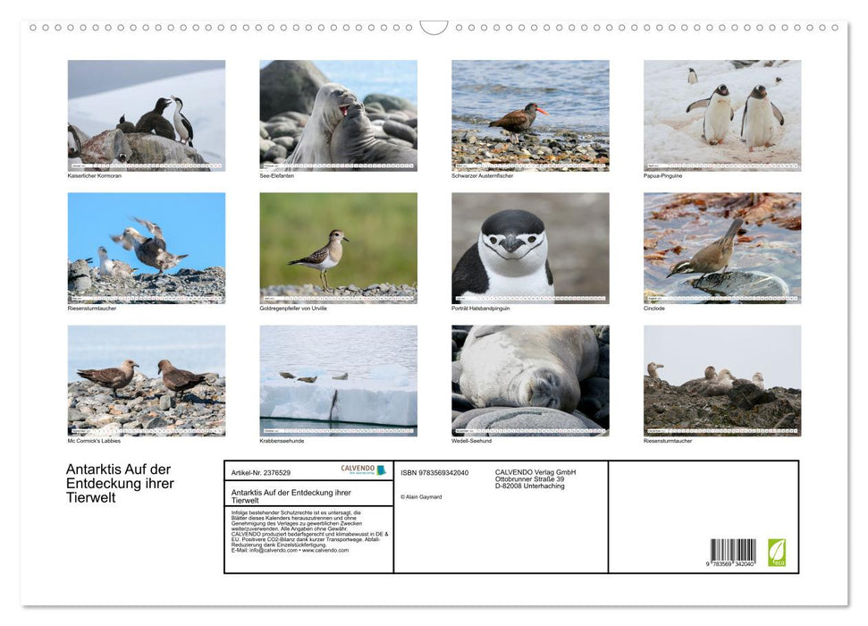 Antarktis Auf der Entdeckung ihrer Tierwelt (CALVENDO Wandkalender 2027)