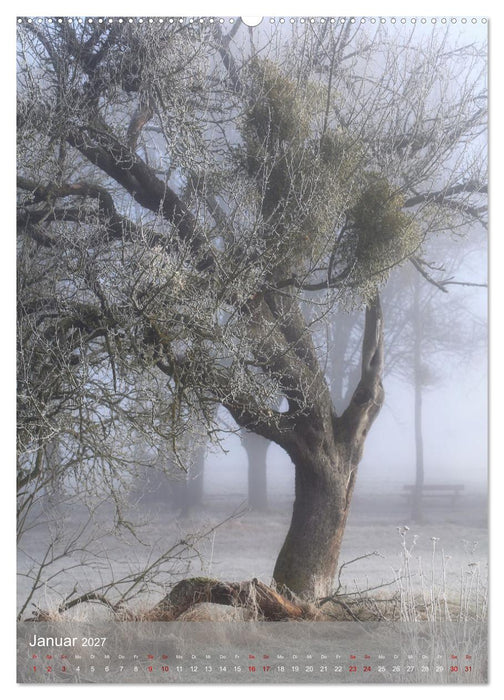 Klimaretter Baum (CALVENDO Premium Wandkalender 2027)
