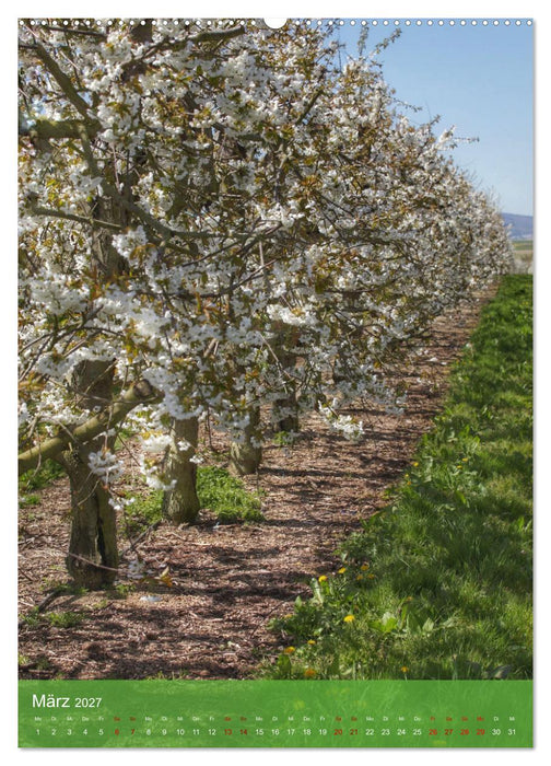 Klimaretter Baum (CALVENDO Premium Wandkalender 2027)