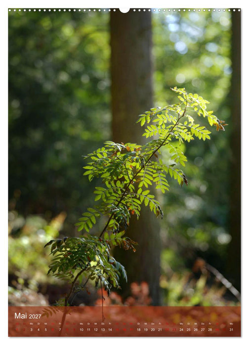 Klimaretter Baum (CALVENDO Premium Wandkalender 2027)