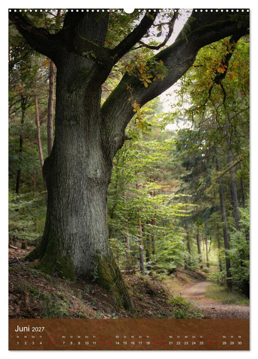 Klimaretter Baum (CALVENDO Premium Wandkalender 2027)