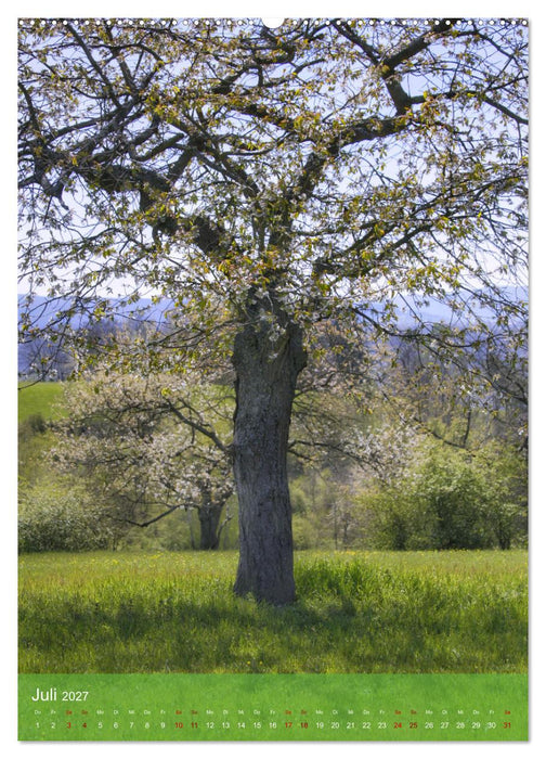 Klimaretter Baum (CALVENDO Premium Wandkalender 2027)