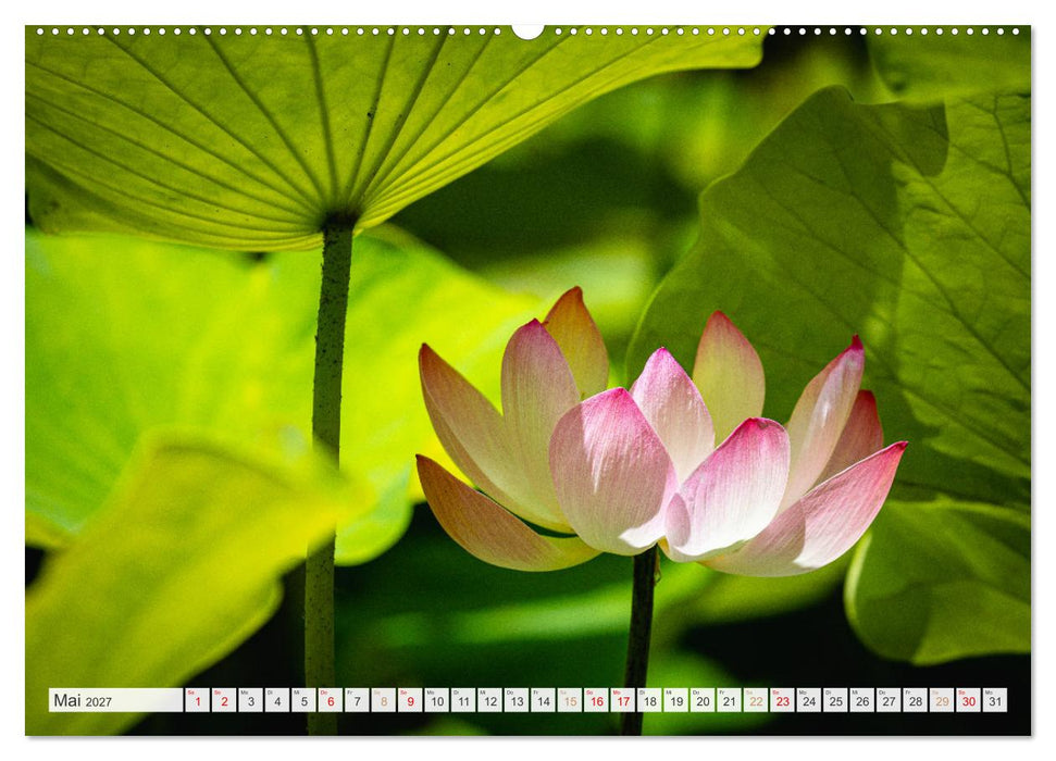 Trauminseln der Welt - Mauritius (CALVENDO Premium Wandkalender 2027)
