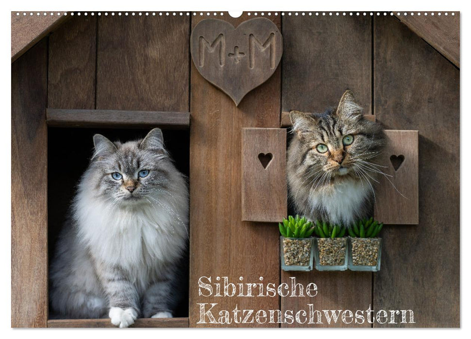Maui und Molokai - Sibirische Katzenschwestern (CALVENDO Wandkalender 2027)