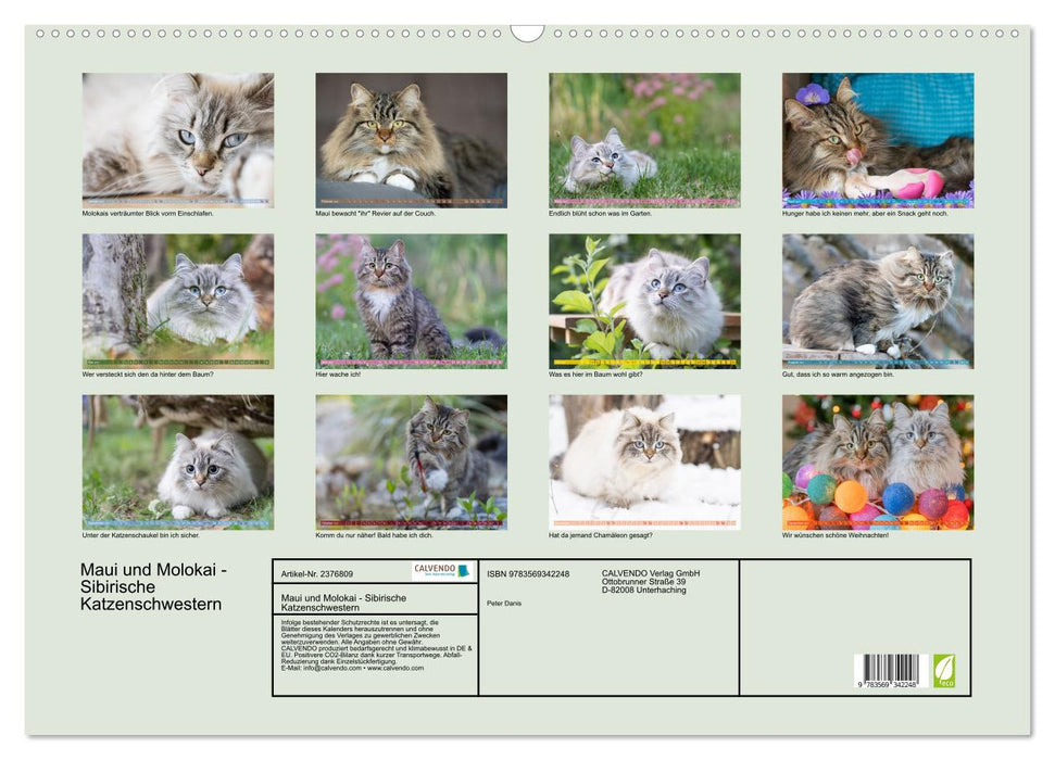 Maui und Molokai - Sibirische Katzenschwestern (CALVENDO Wandkalender 2027)