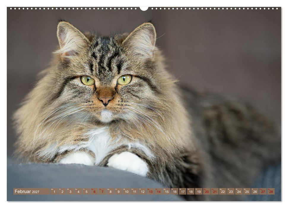 Maui und Molokai - Sibirische Katzenschwestern (CALVENDO Wandkalender 2027)