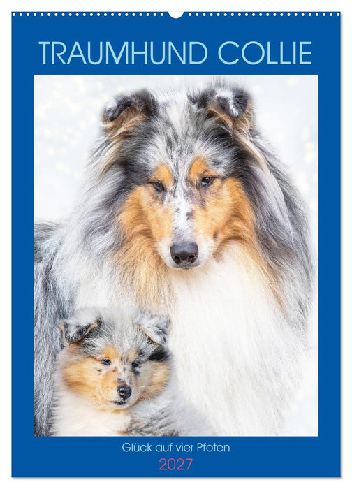 Traumhund Collie - Glück auf vier Pfoten (CALVENDO Wandkalender 2027)