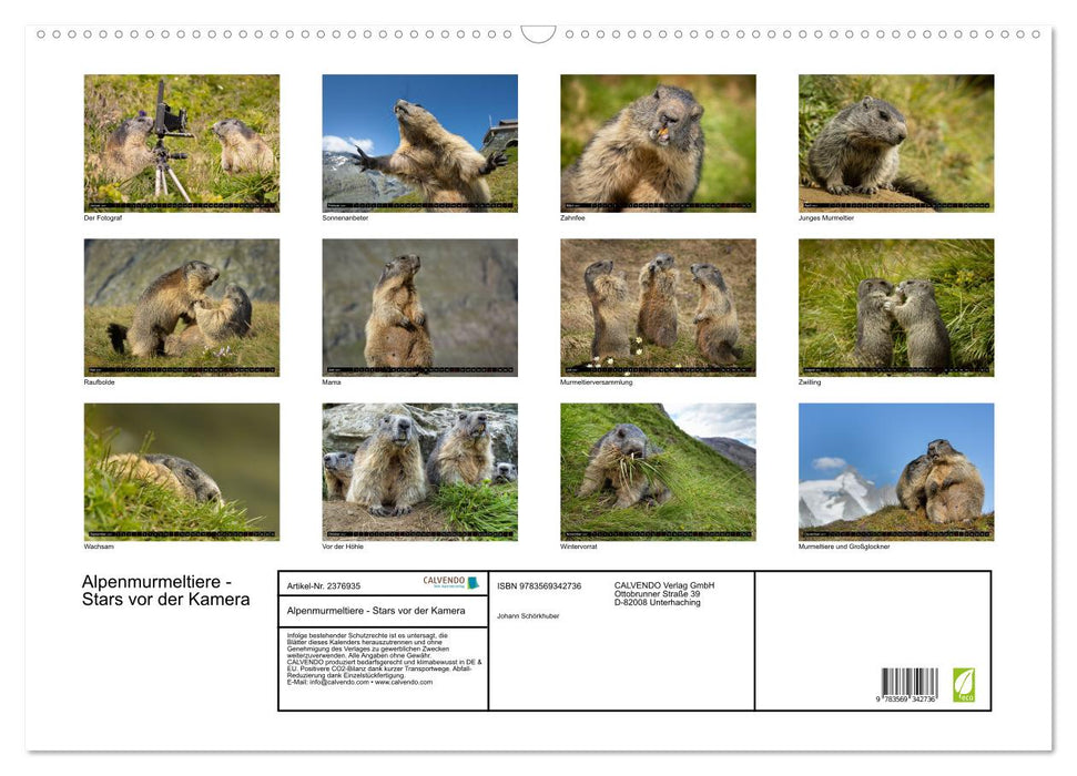 Alpenmurmeltiere - Stars vor der Kamera (CALVENDO Wandkalender 2027)