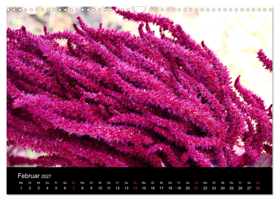 Blumen Träumchen (CALVENDO Wandkalender 2027)