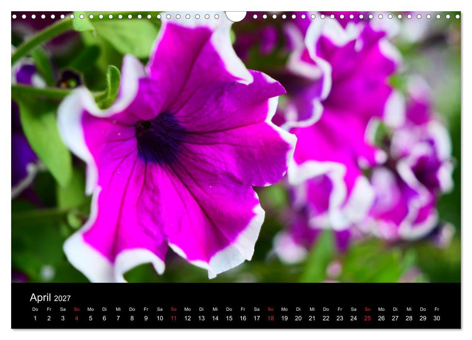Blumen Träumchen (CALVENDO Wandkalender 2027)