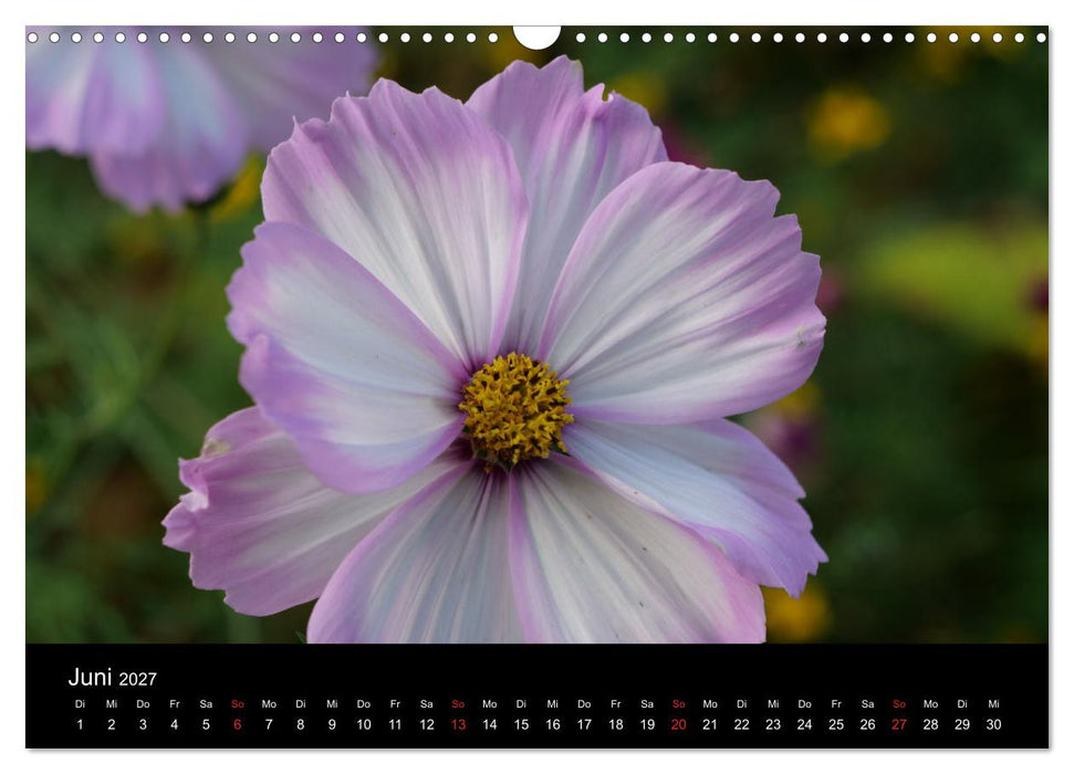 Blumen Träumchen (CALVENDO Wandkalender 2027)