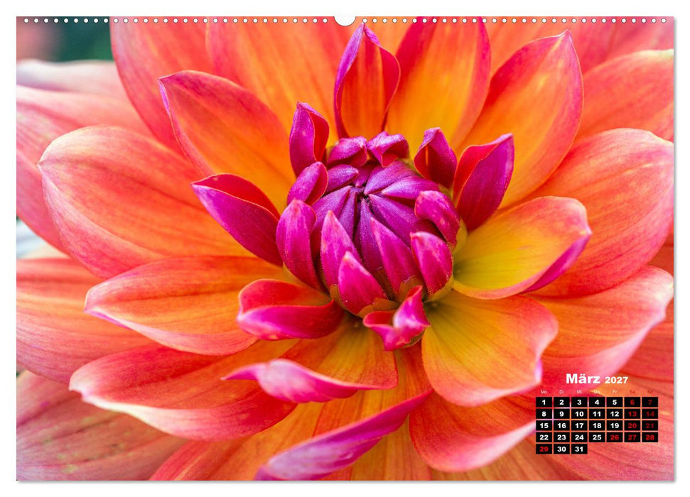 Im Herzen der Dahlie (CALVENDO Premium Wandkalender 2027)