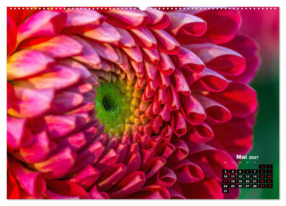 Im Herzen der Dahlie (CALVENDO Premium Wandkalender 2027)