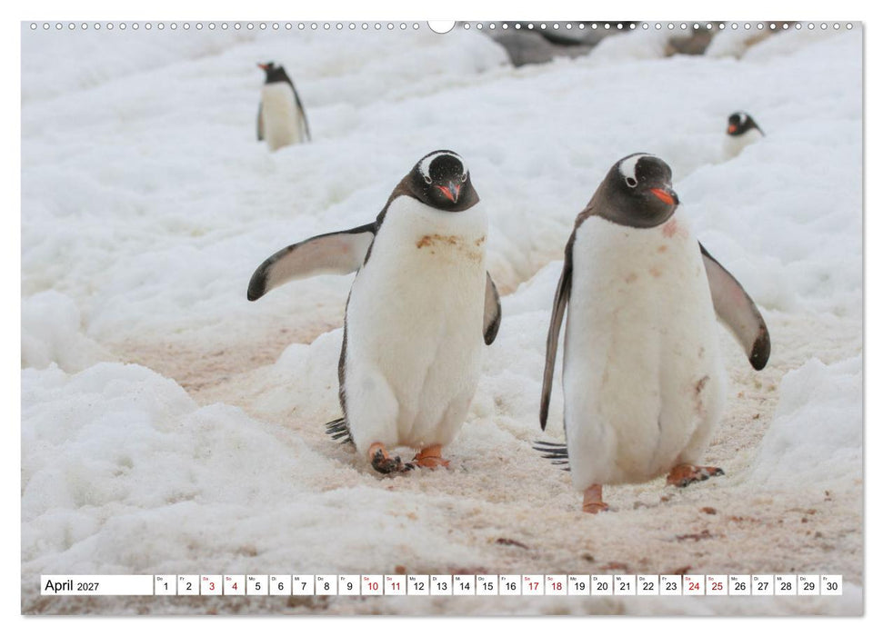 Antarktis Auf der Entdeckung ihrer Tierwelt (CALVENDO Premium Wandkalender 2027)