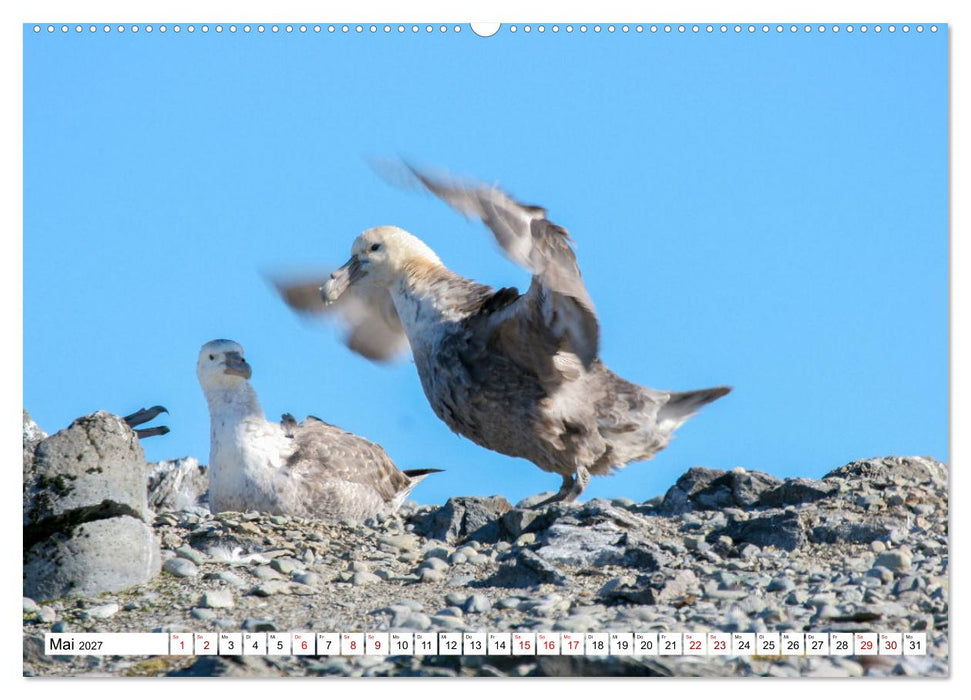 Antarktis Auf der Entdeckung ihrer Tierwelt (CALVENDO Premium Wandkalender 2027)