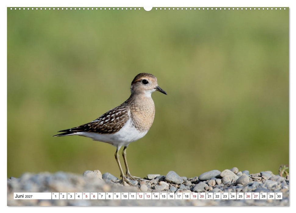Antarktis Auf der Entdeckung ihrer Tierwelt (CALVENDO Premium Wandkalender 2027)