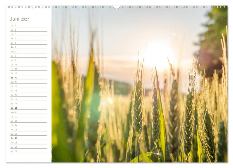 Der Sonne entgegen – Elbsandstein (CALVENDO Wandkalender 2027)
