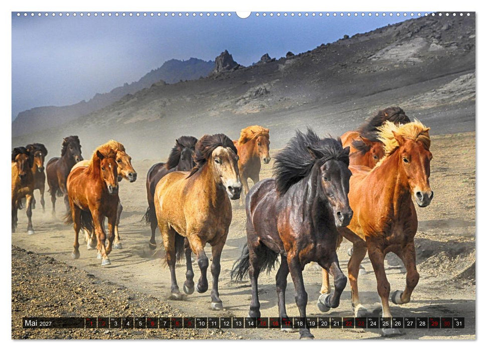 Pferde - wild und ungezähmt (CALVENDO Premium Wandkalender 2027)