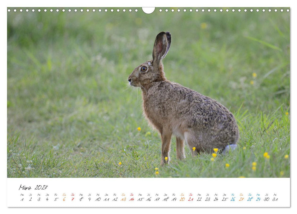 Naturfreunde, jeden Monat ein neues Tier kennen lernen. (CALVENDO Wandkalender 2027)