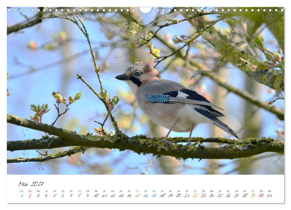 Naturfreunde, jeden Monat ein neues Tier kennen lernen. (CALVENDO Wandkalender 2027)