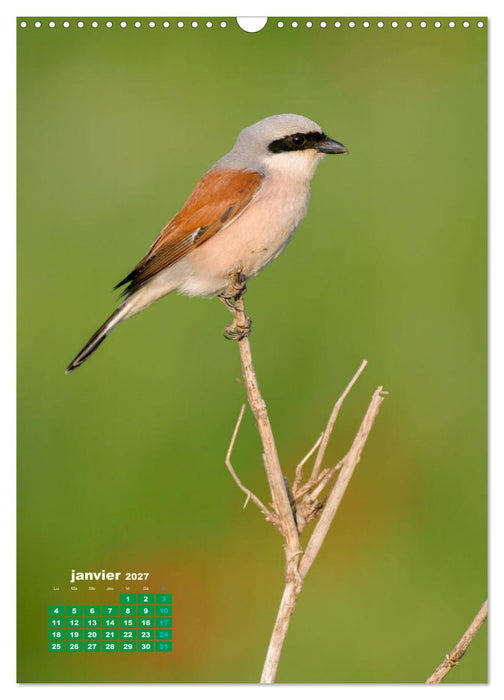 Lesbos l'île aux oiseaux (CALVENDO Calendrier mensuel 2027)