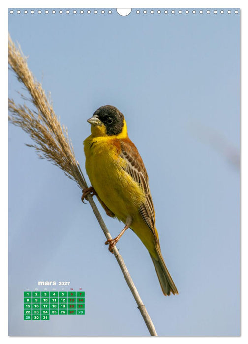 Lesbos l'île aux oiseaux (CALVENDO Calendrier mensuel 2027)
