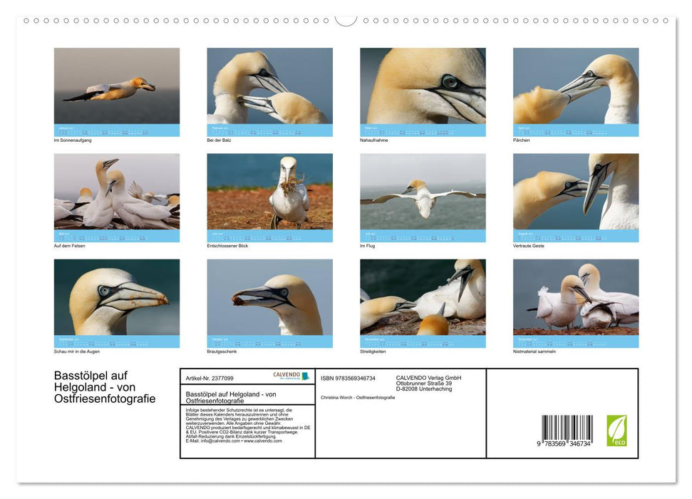 Basstölpel auf Helgoland - von Ostfriesenfotografie (CALVENDO Premium Wandkalender 2027)