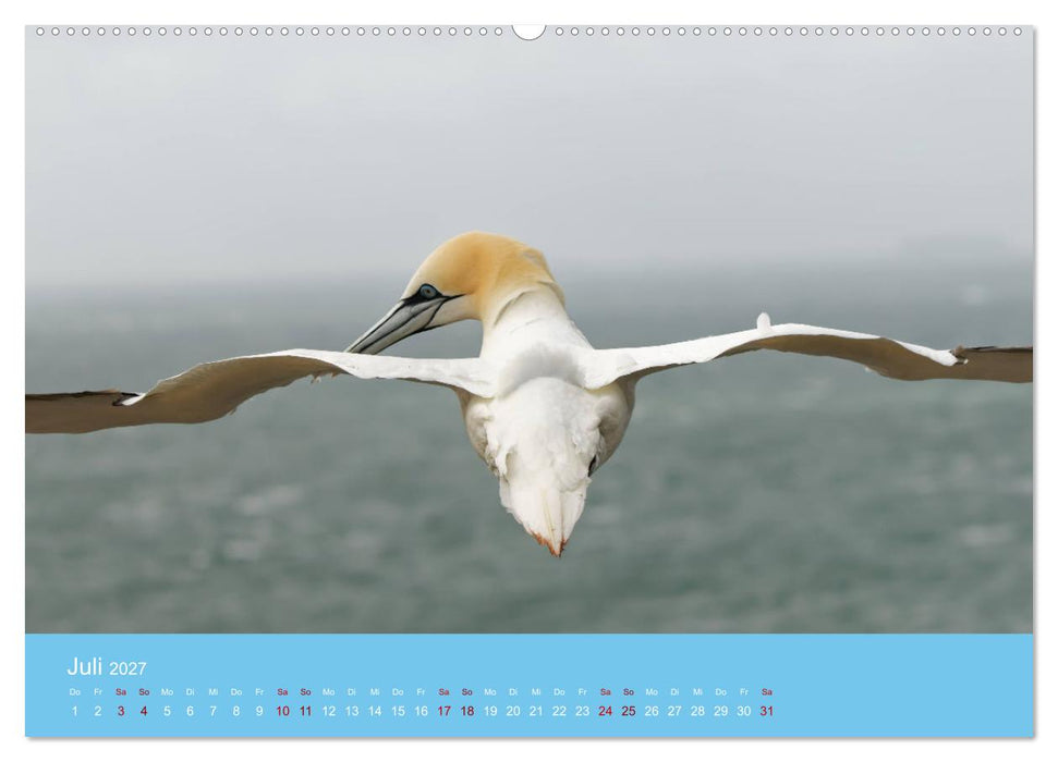 Basstölpel auf Helgoland - von Ostfriesenfotografie (CALVENDO Premium Wandkalender 2027)