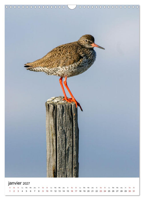 La Scandinavie et ses oiseaux (CALVENDO Calendrier mensuel 2027)